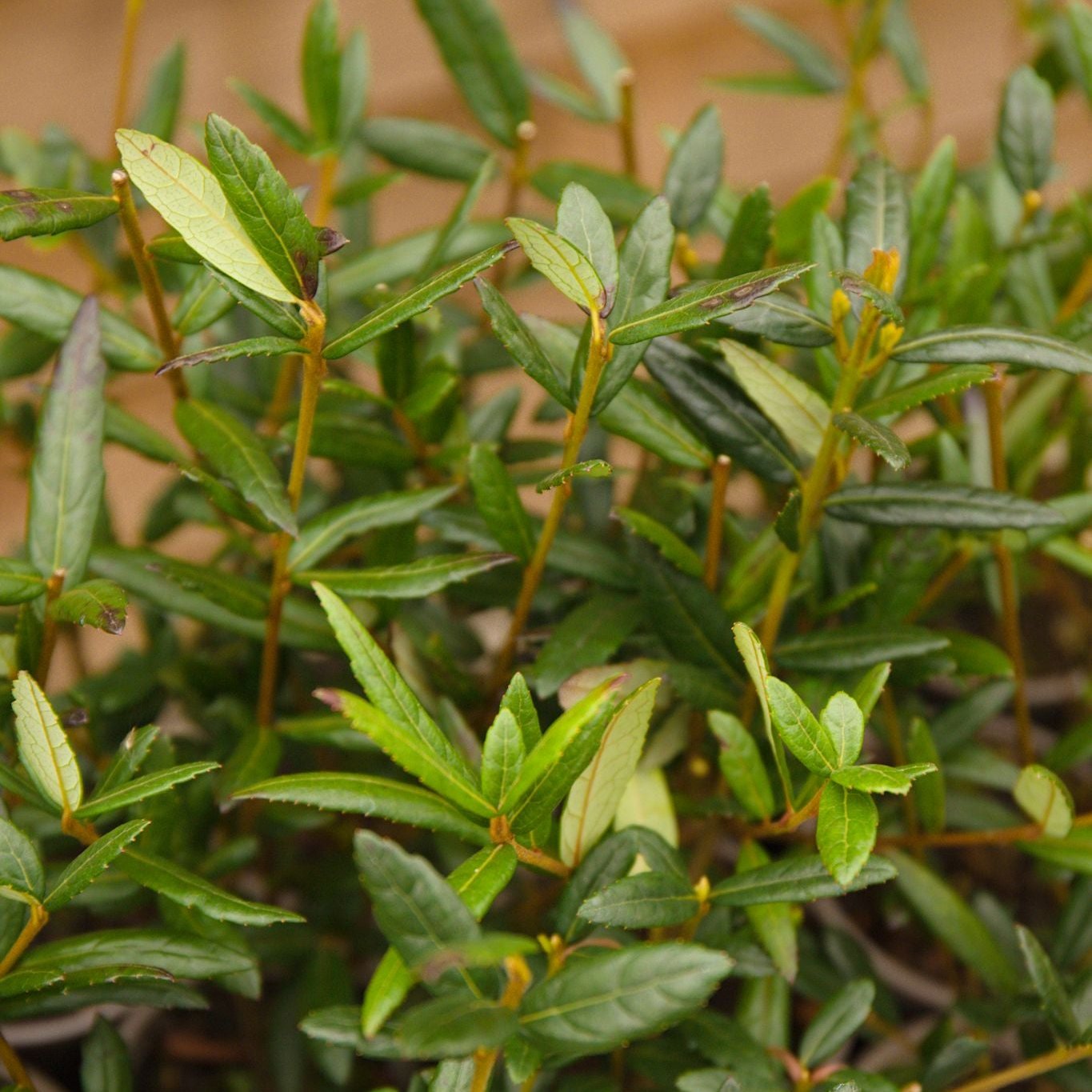 Crinodendron hookeranium