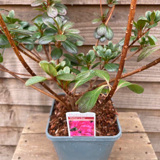 Rhododendron Mother's Day