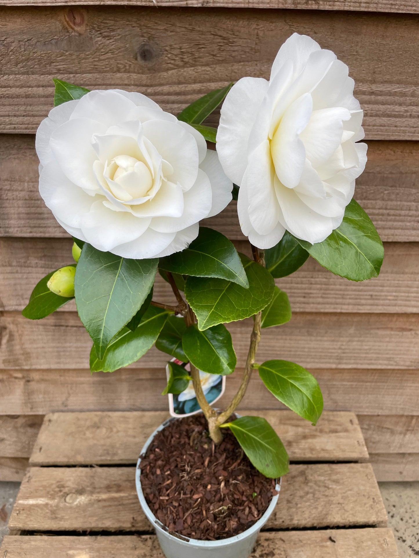 Camellia Swan Lake