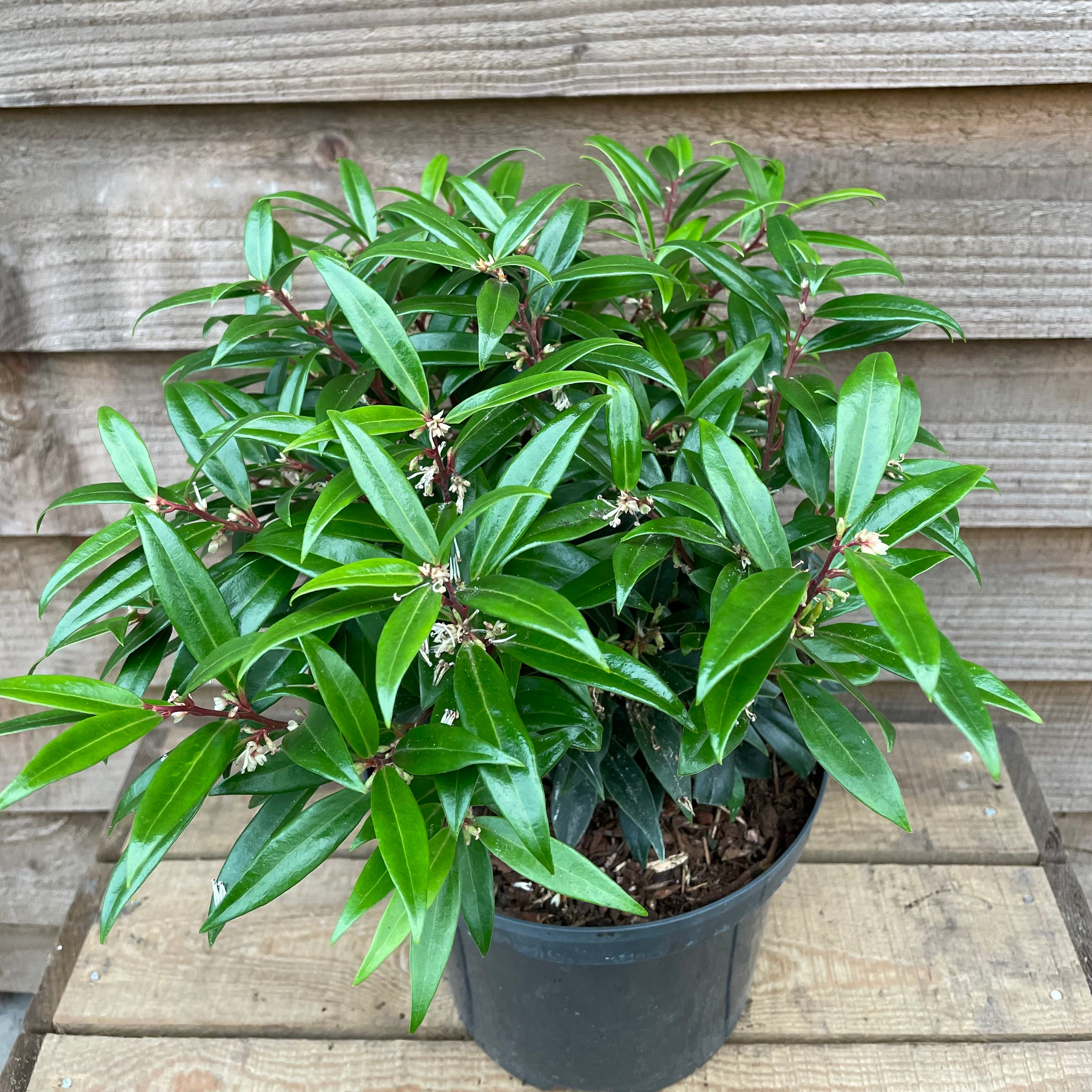 Sarcococca Rhs Sarcococca Hookeriana Purple Gem Plant | Evergreen Shrubs – Hot Plants