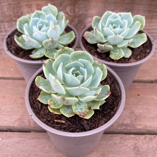 Echeveria glauca