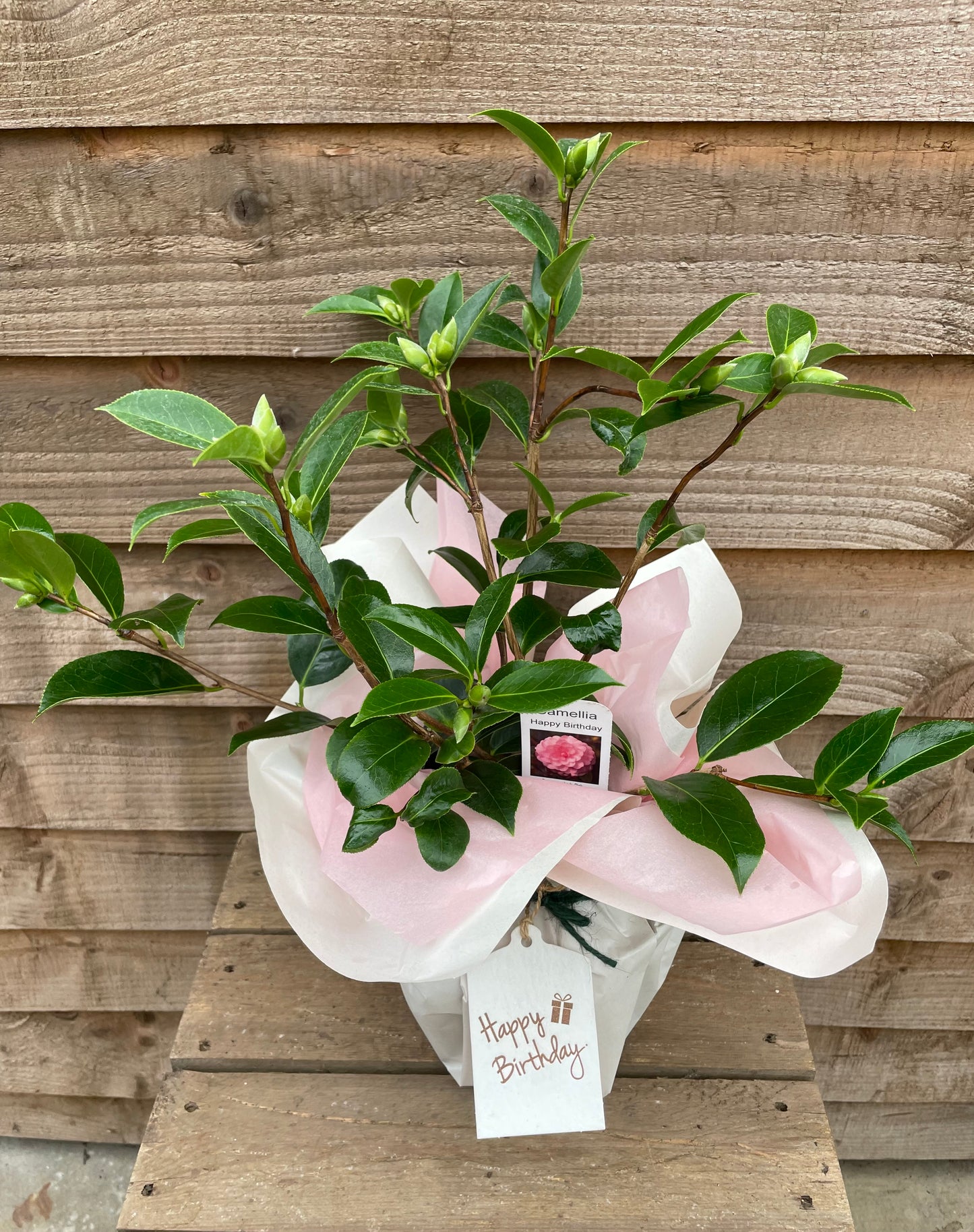 Camellia Happy Birthday