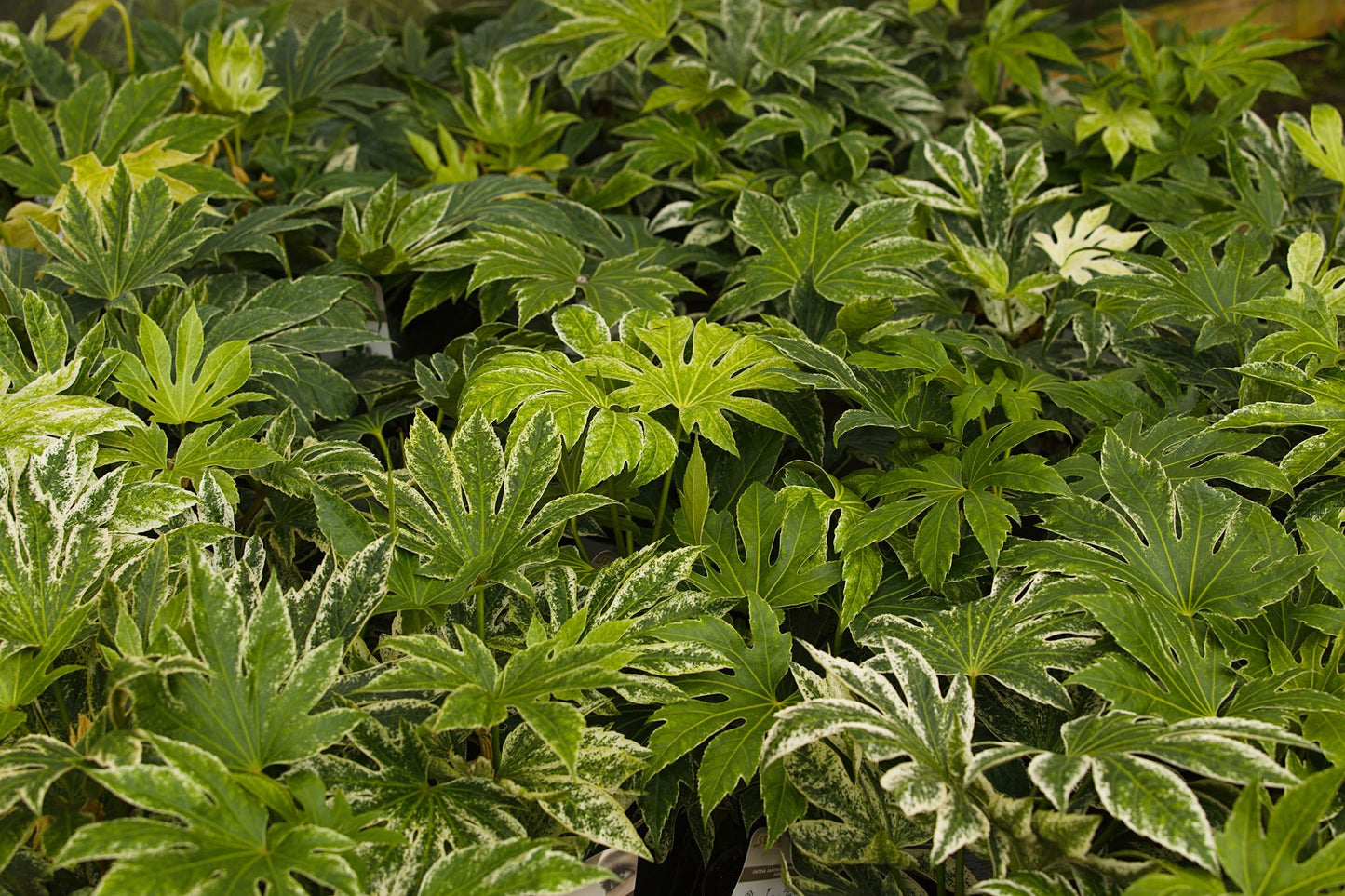 Fatsia Spider's Web