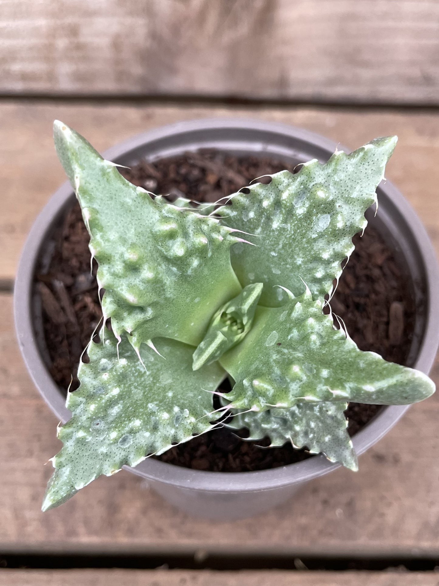 Faucaria tuberculosa