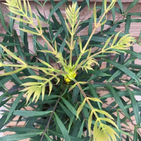 Mahonia Soft Caress