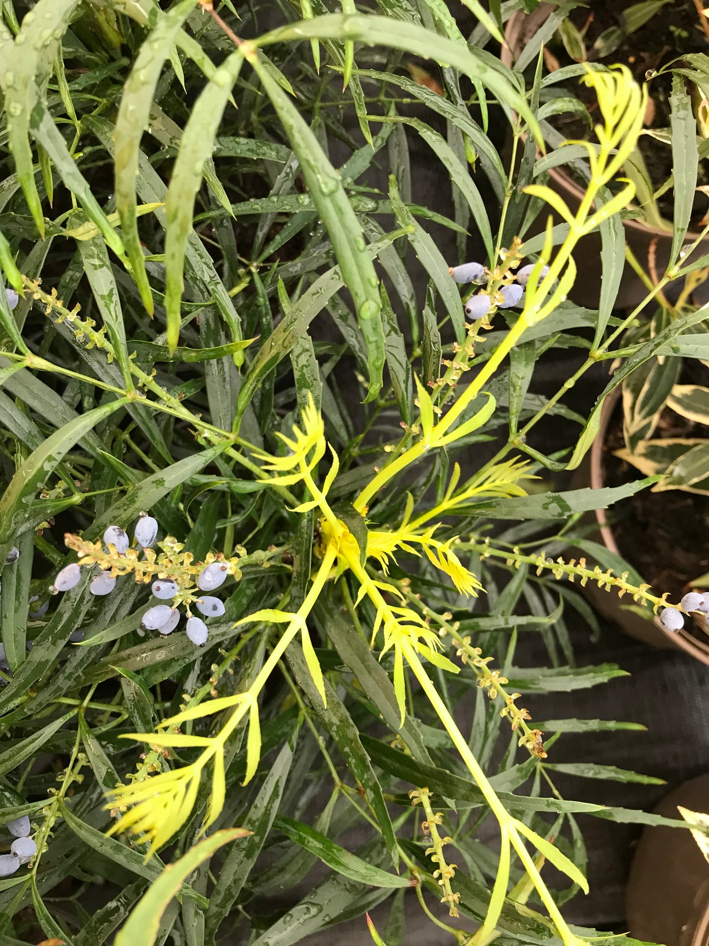 Mahonia Soft Caress