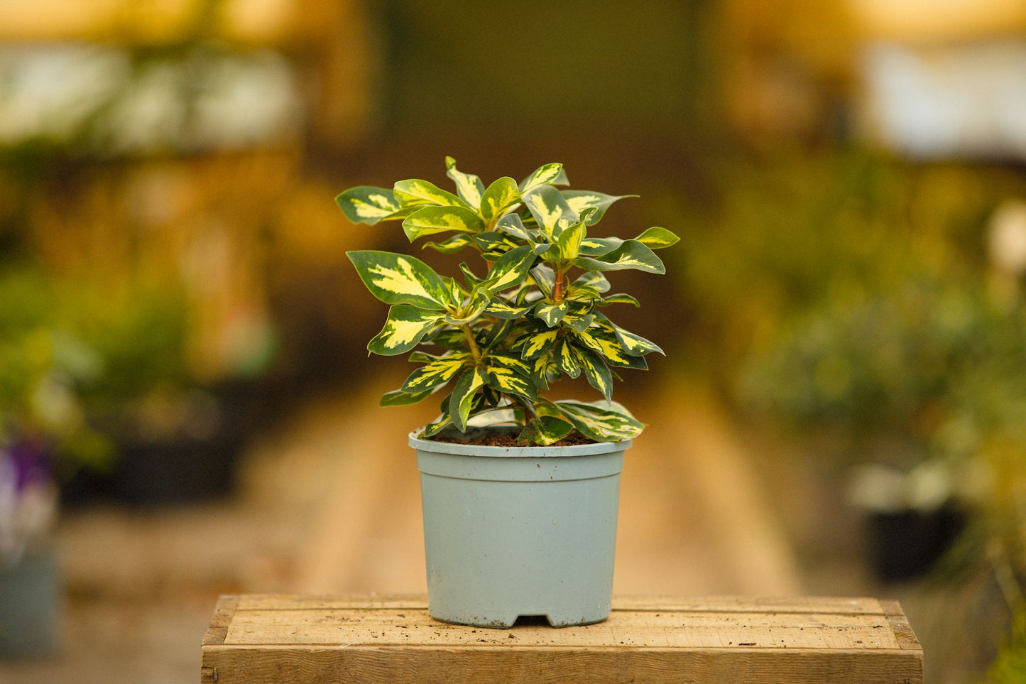 Rhododendron Molton Gold
