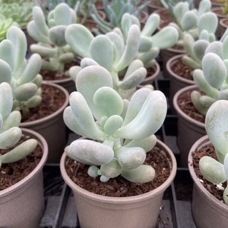 Pachyphytum bracteosum