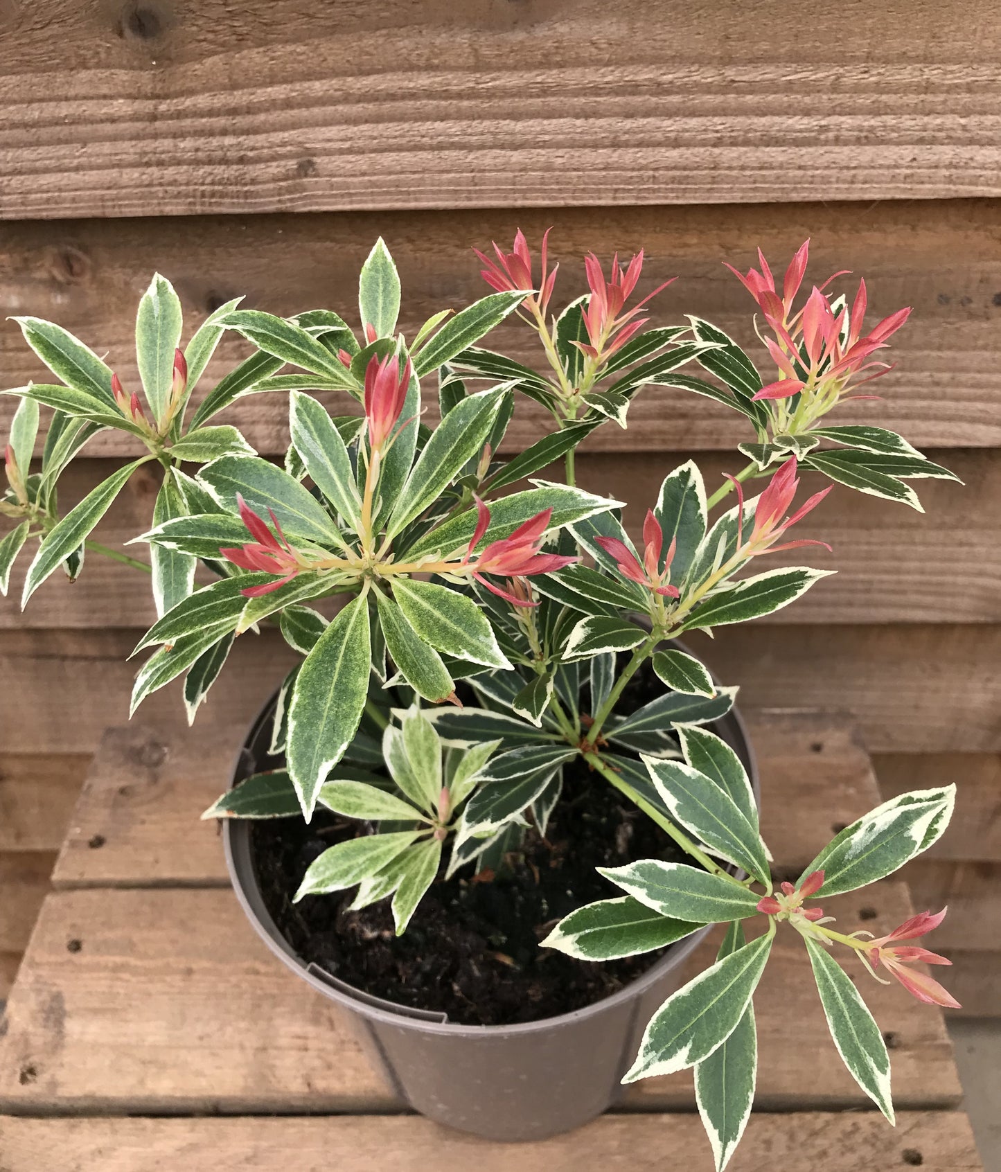 Pieris Flaming Silver
