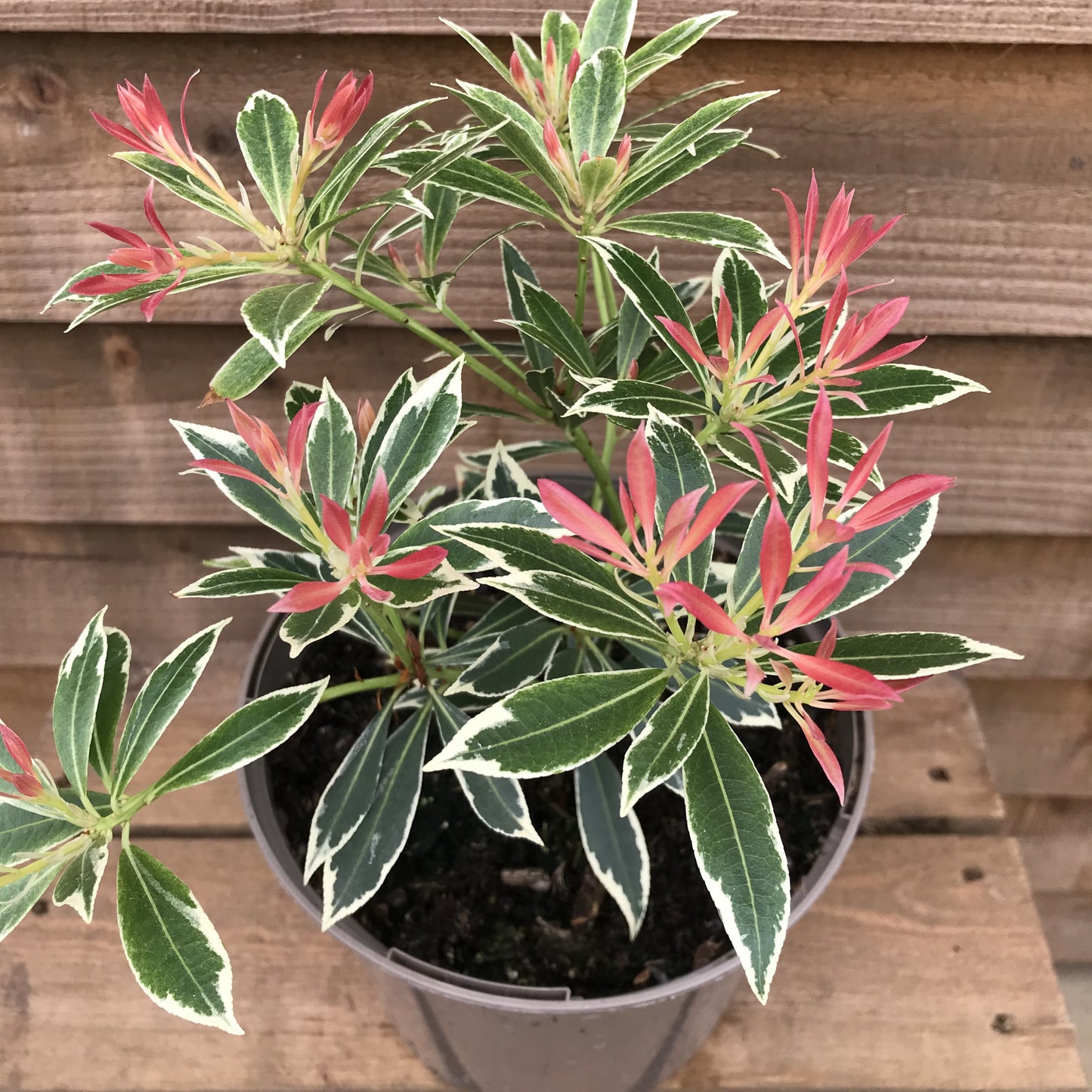Pieris Flaming Silver