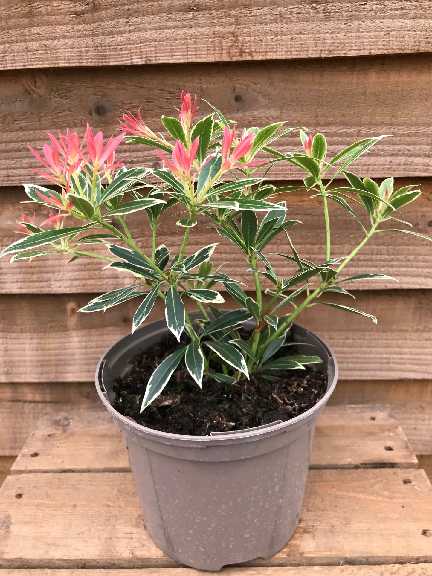 Pieris Flaming Silver