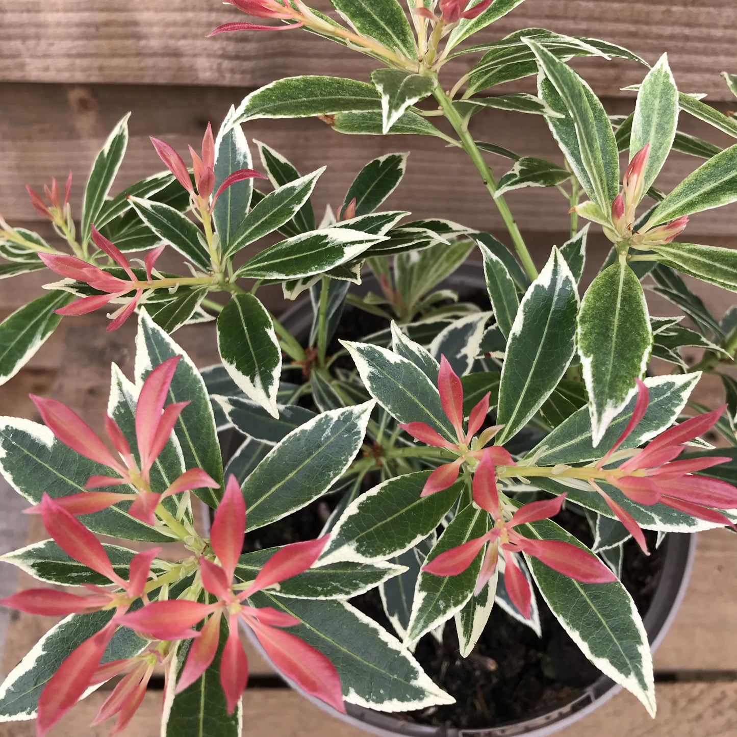 Pieris Flaming Silver