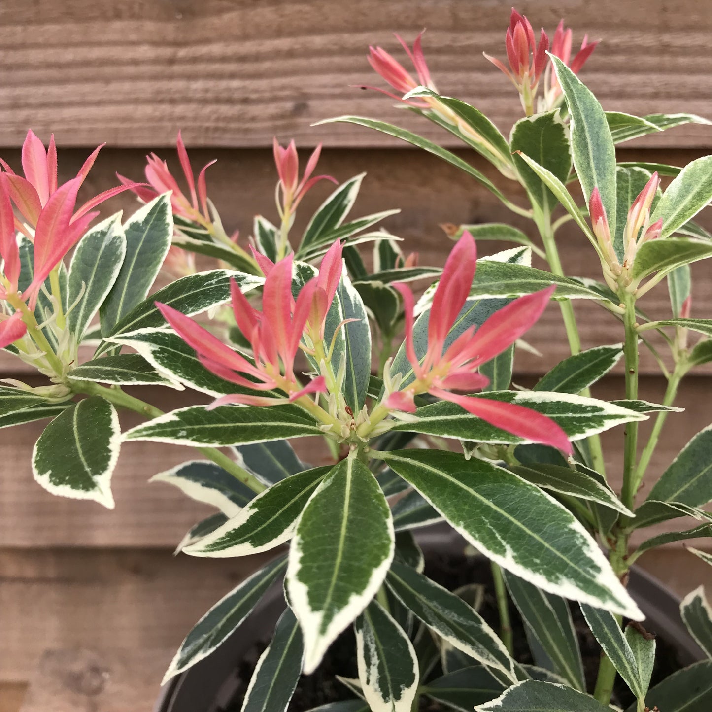 Pieris Flaming Silver