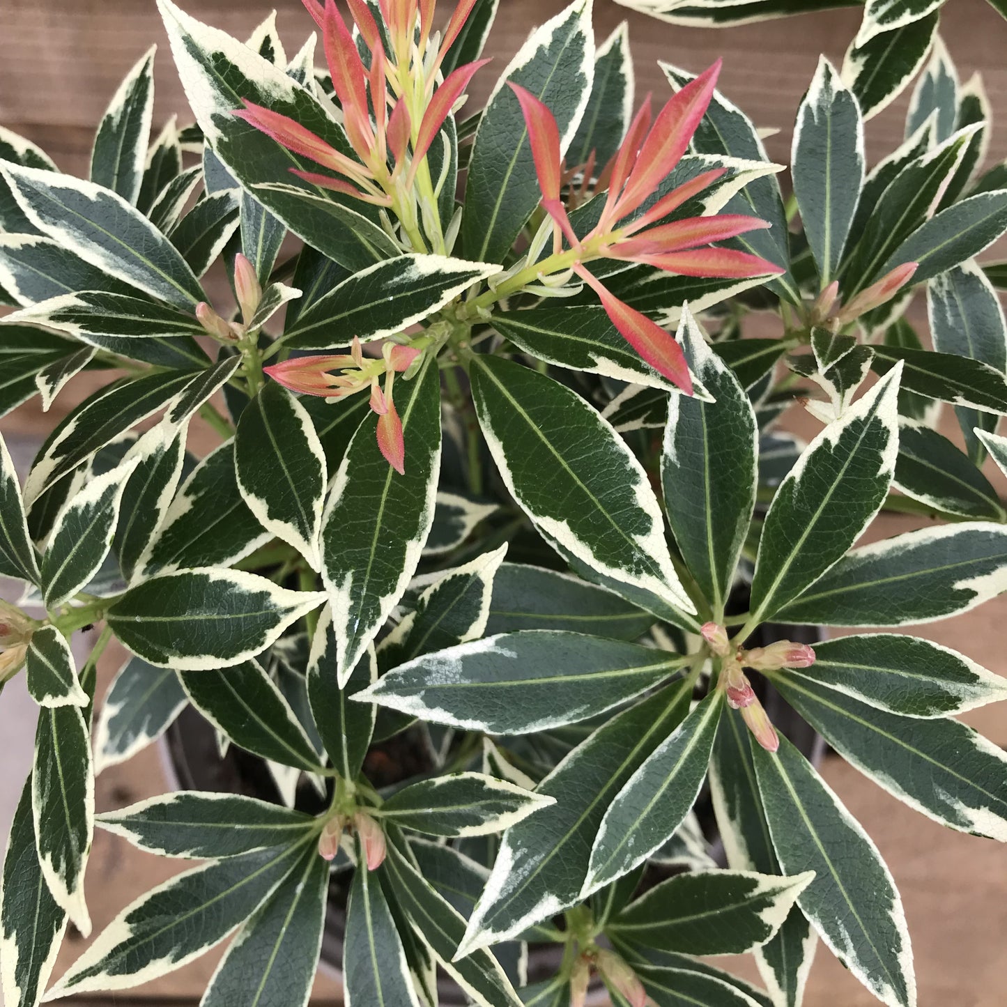 Pieris Flaming Silver