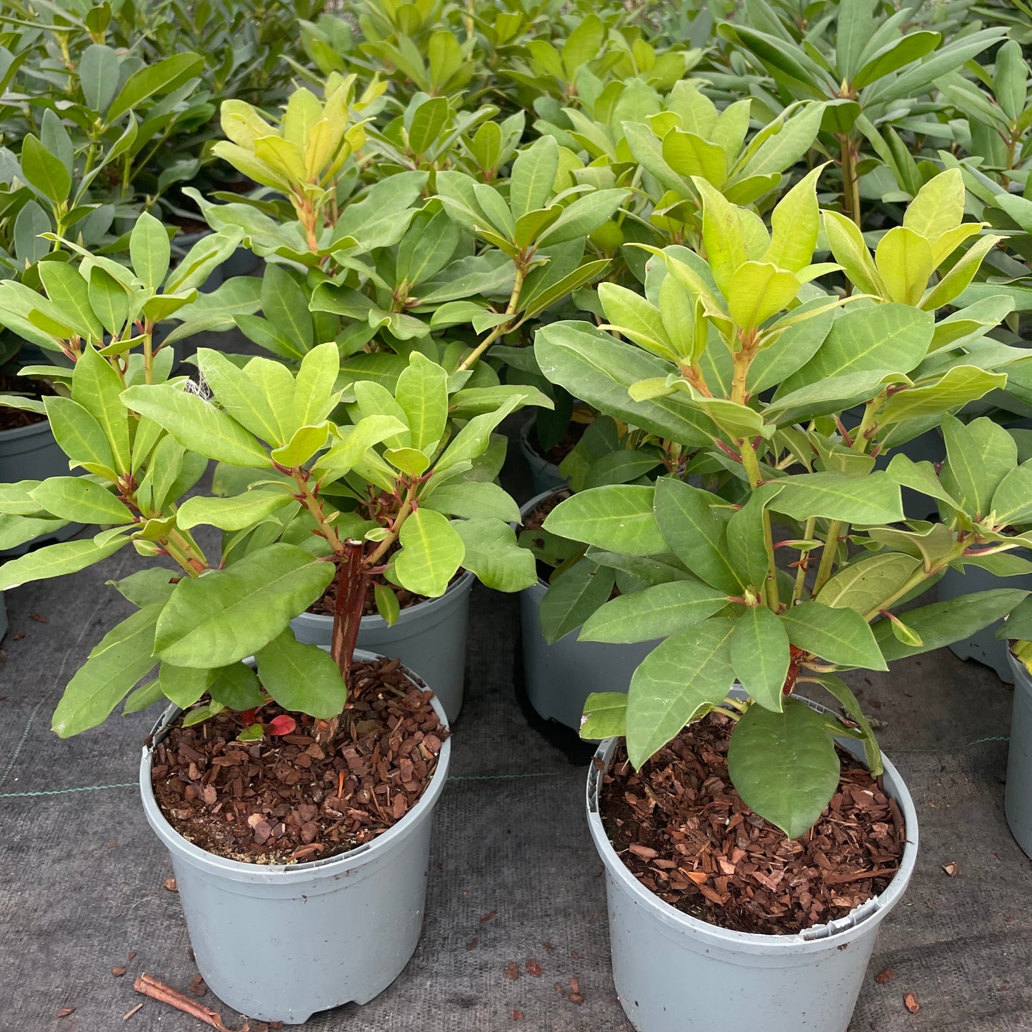 Rhododendron Lord Roberts