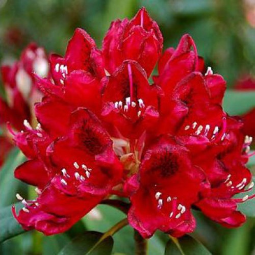Rhododendron Lord Roberts