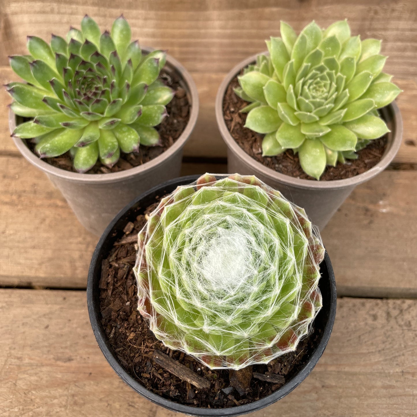 Sempervivum Collection