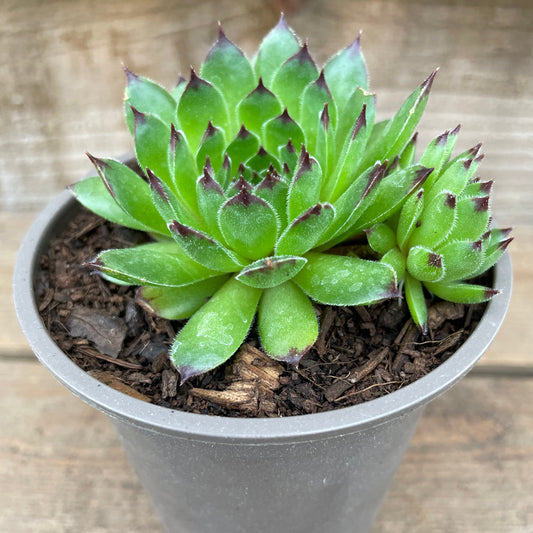 Sempervivum Star Sirius