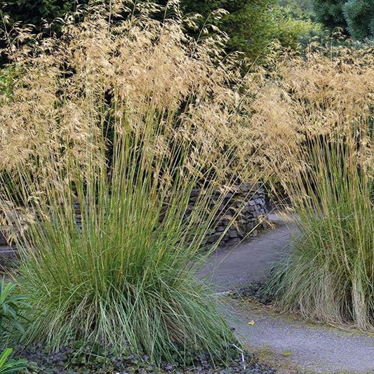 Stipa gigantea