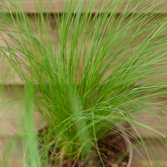 Stipa Pony Tails