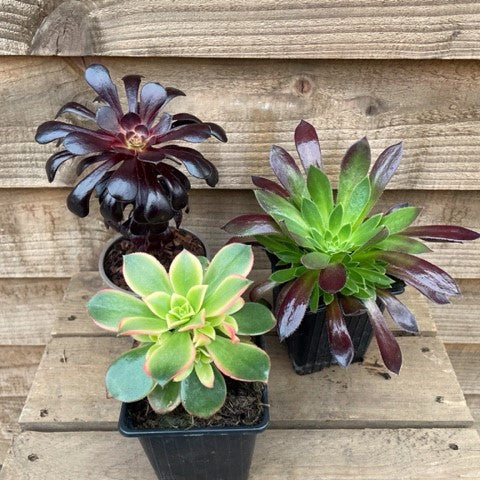 Aeonium Collection