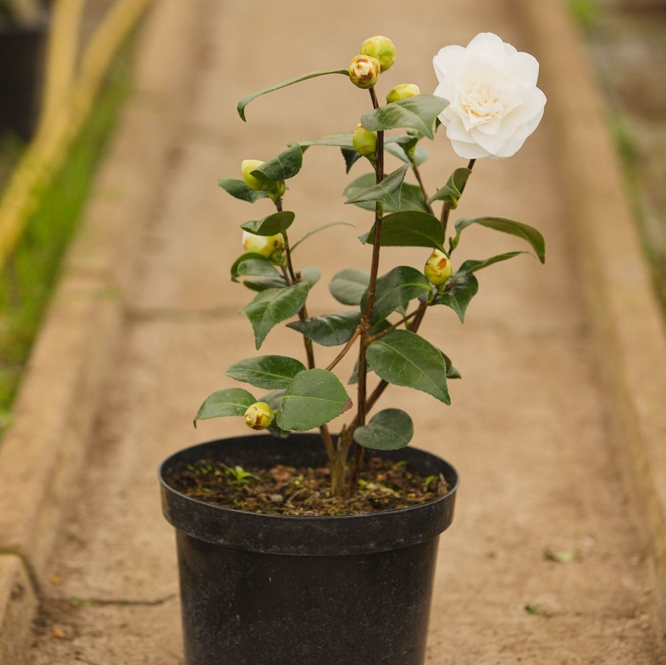 Camellia Swan Lake