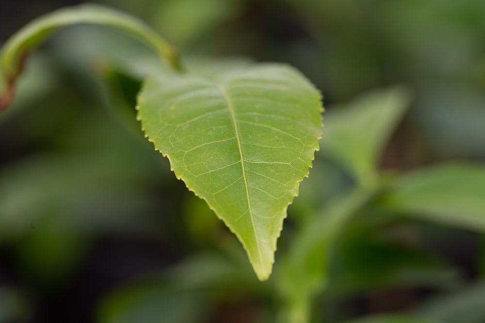 The leaf of a Tea Plant