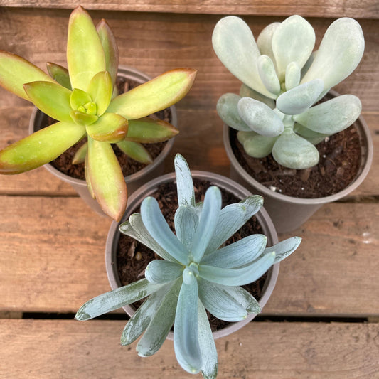 Unusual Succulent Collection