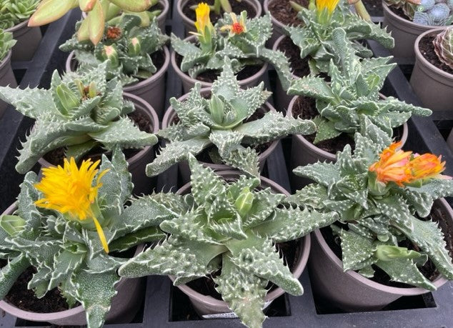 Faucaria tuberculosa