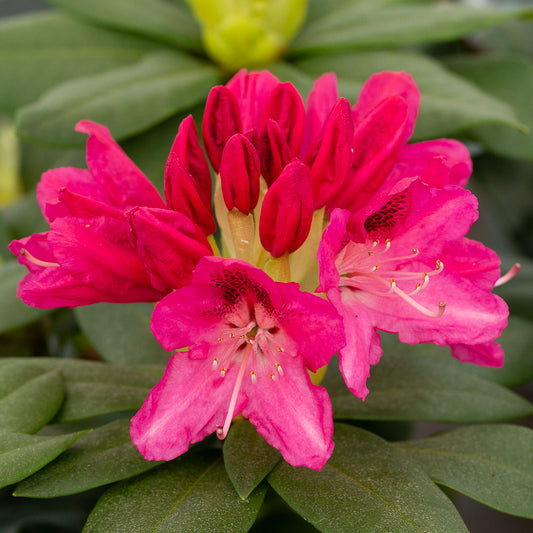 Rhododendron Roseum Elegans