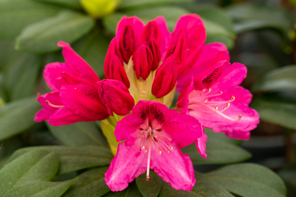 Rhododendron Roseum Elegans