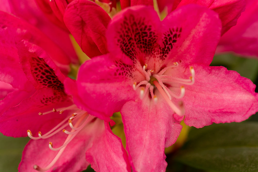 Rhododendron Roseum Elegans