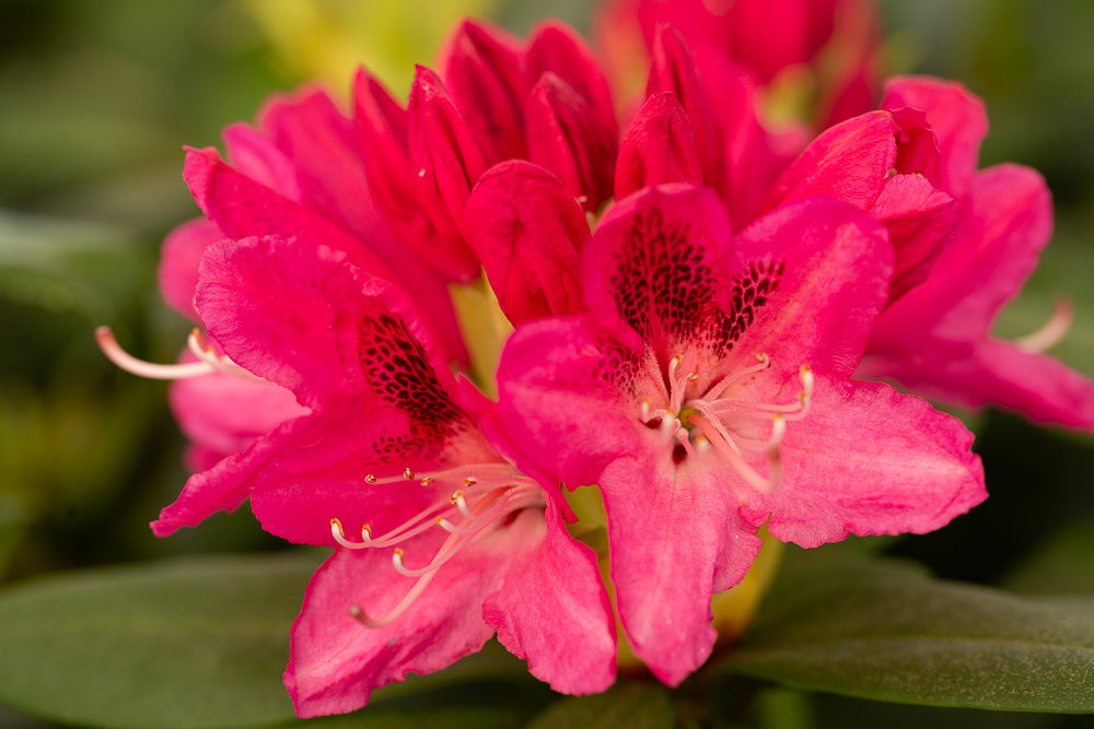 Rhododendron Roseum Elegans