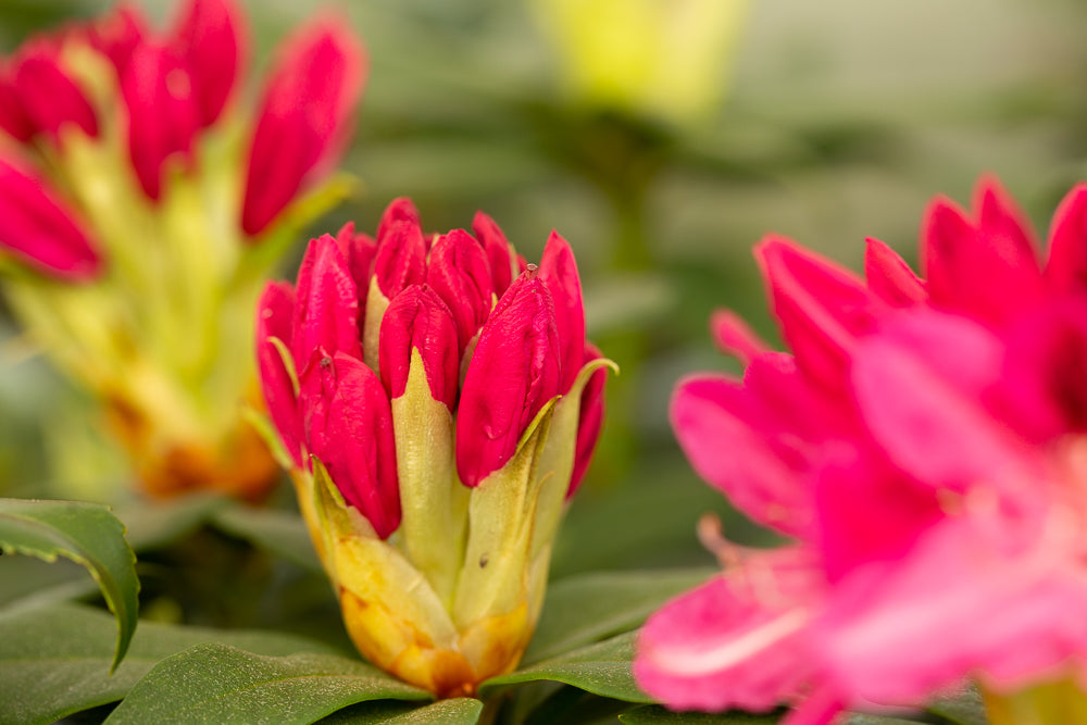 Rhododendron Roseum Elegans