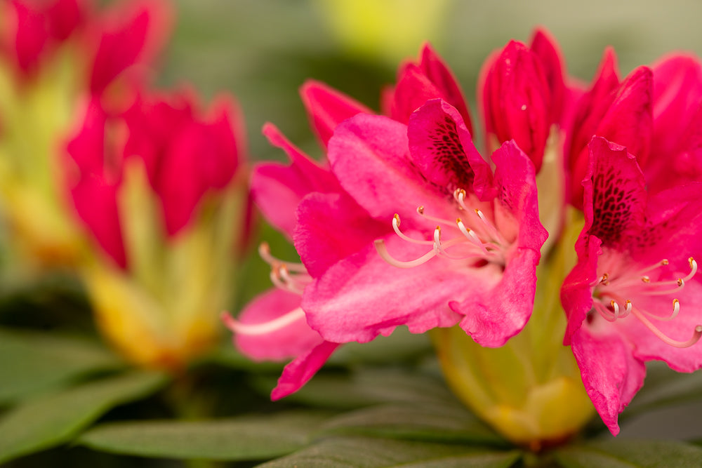 Rhododendron Roseum Elegans