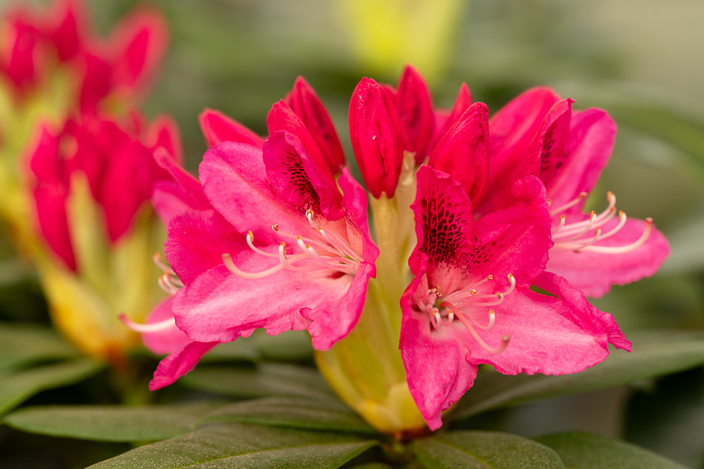 Rhododendron Roseum Elegans