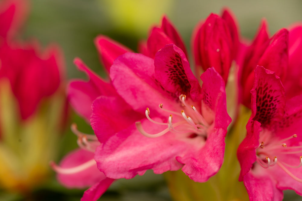 Rhododendron Roseum Elegans