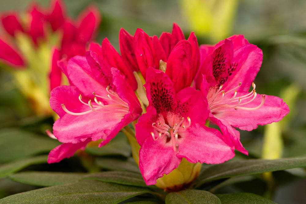 Rhododendron Roseum Elegans