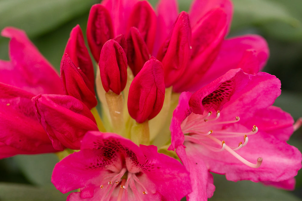 Rhododendron Roseum Elegans