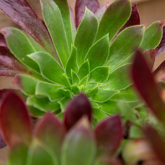 Aeonium Black Magic