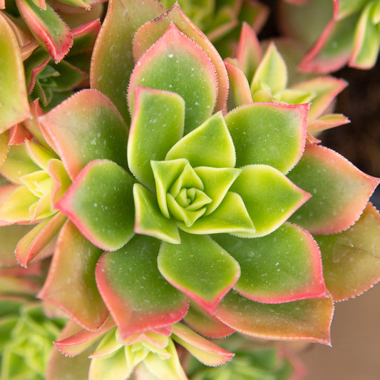 Aeonium Kiwi plant.