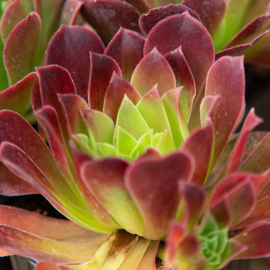 Aeonium Phoenix Flame leaves.