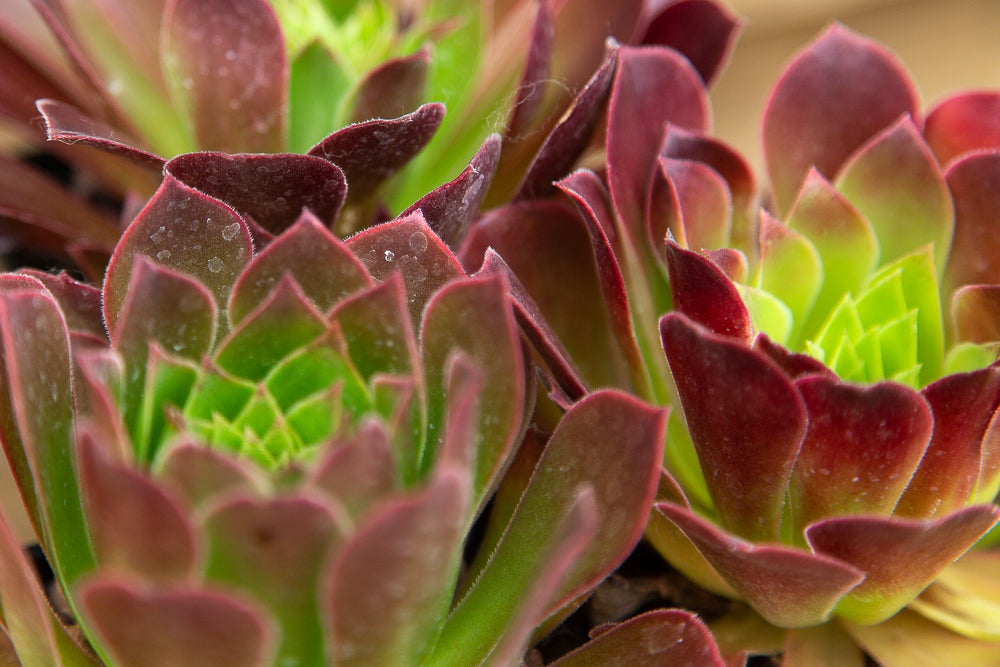 Aeonium Phoenix Flame plants together.