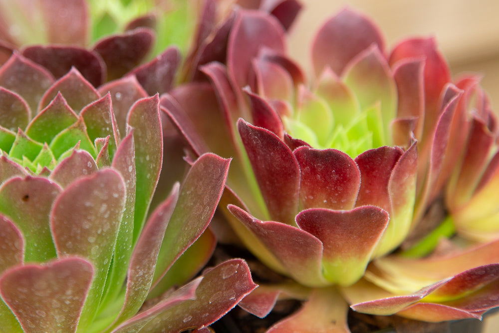 Aeonium Phoenix Flame plants together.