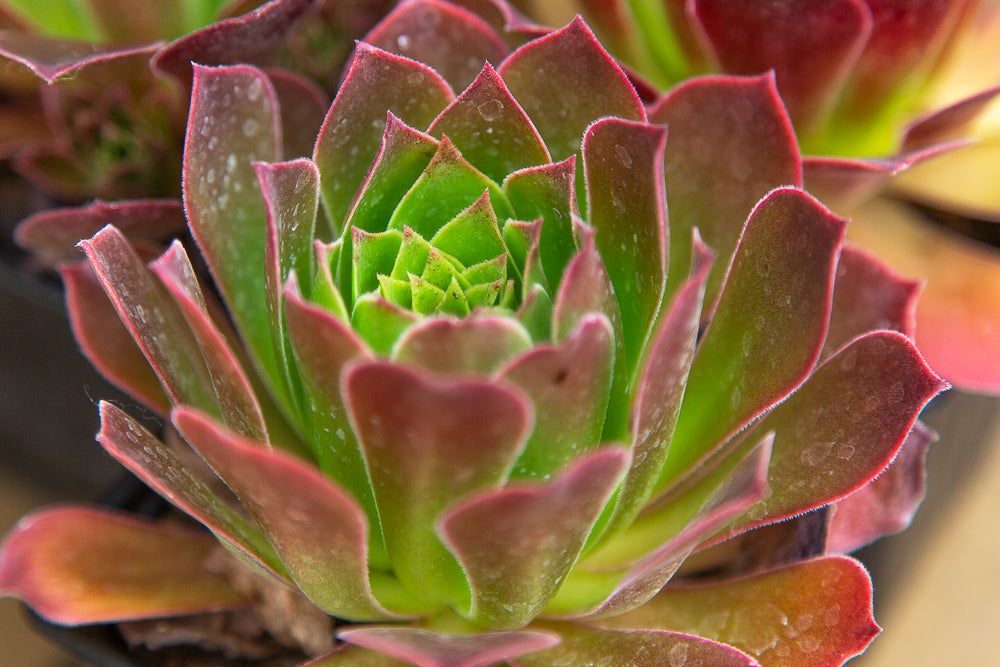 Aeonium Phoenix Flame plant.