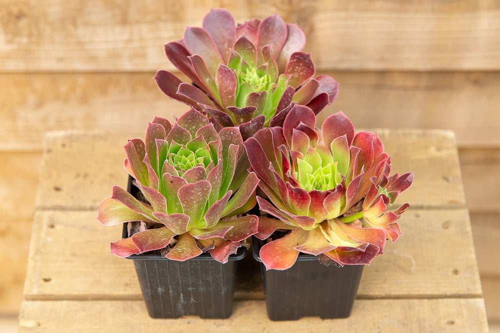 Three pots of Aeonium Phoenix Flame on a wooden box.