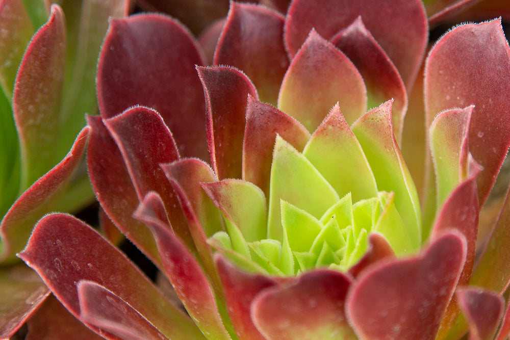 Aeonium Phoenix Flame leaves.