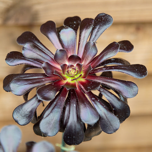 Aeonium Schwartzkopf head.