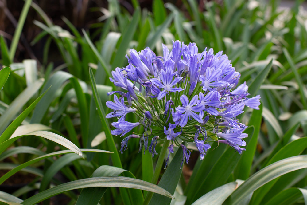 Agapanthus africanus 'Giant Blue'  African Lily