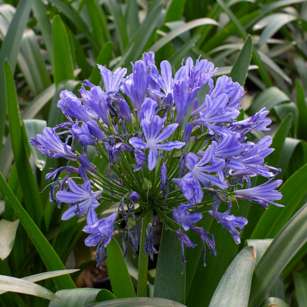 Agapanthus africanus 'Giant Blue'  African Lily